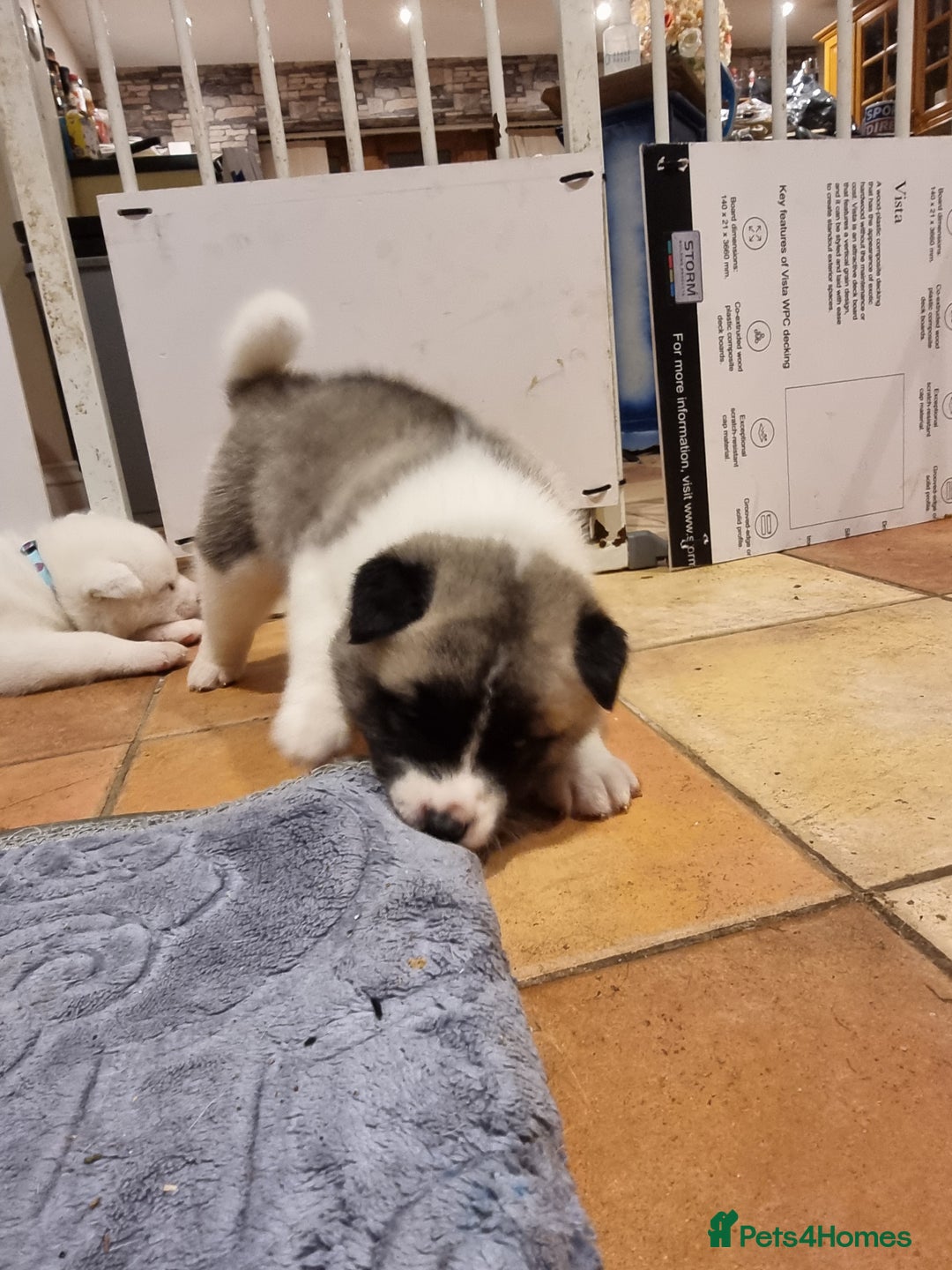Akita dogs for sale: Akita puppies ready 7th December - Advert 10