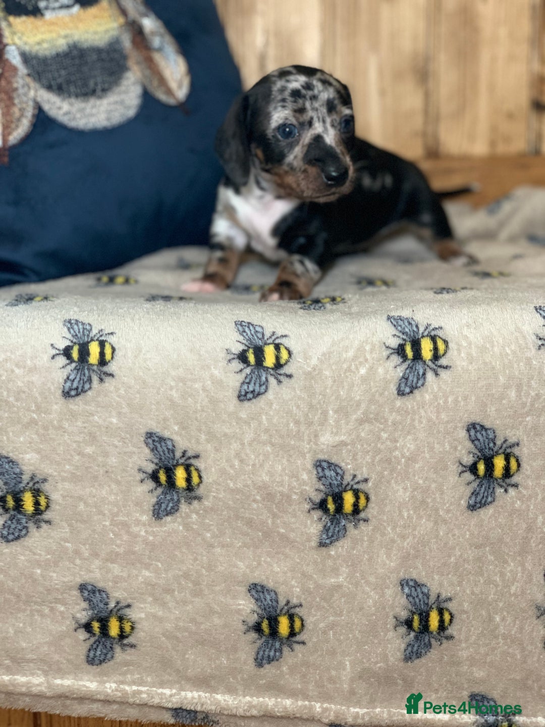 Miniature Dachshund dogs for sale: Beautiful mini dachshund puppies pra clear - Image 6