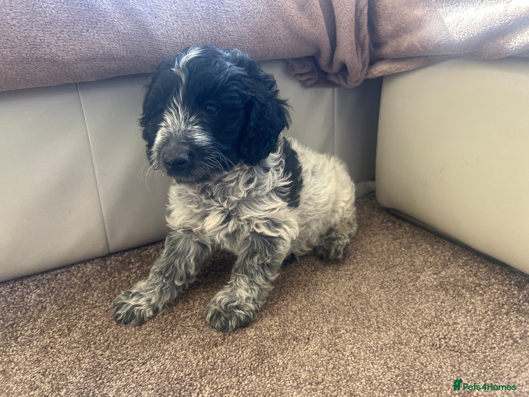 Cockapoo dogs for sale: fabulous cockapoo puppies - Image 4