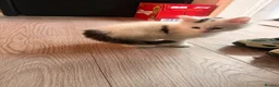 Mixed Breed cats for sale: X2 kittens available 8 weeks old long hair white  - Advert 7