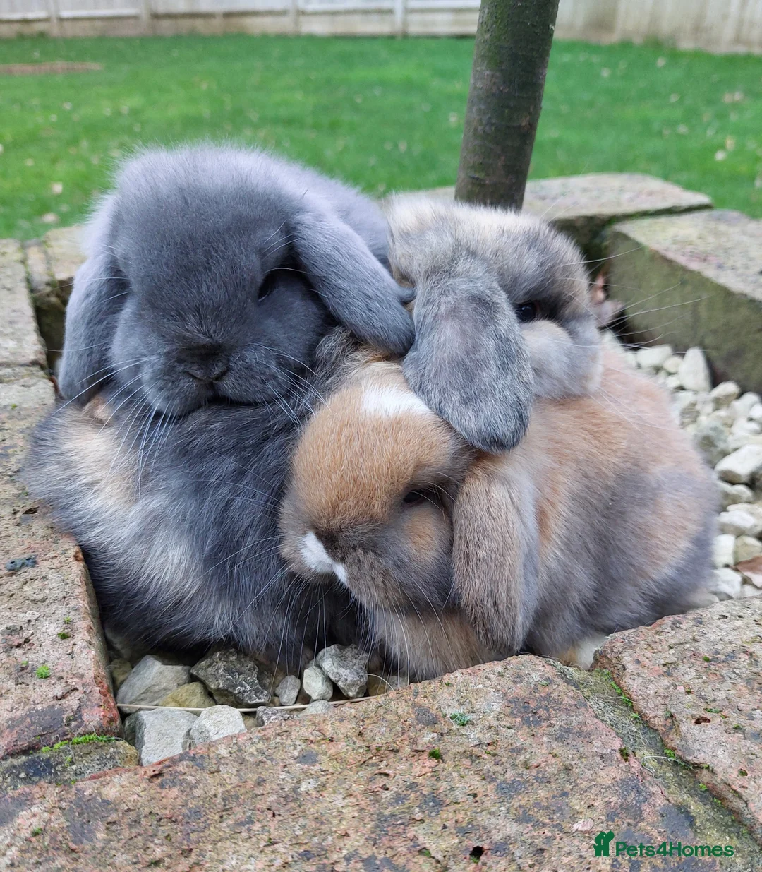 Mini Lop rabbits for sale: Baby Mini Lop Rabbits  - Advert 1