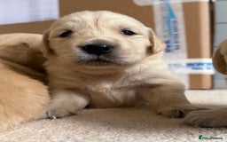 Golden Retriever dogs for sale: Stunning KC Registered Golden Retriever Puppies - Image 1