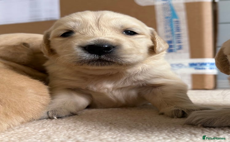 Golden Retriever dogs - Advert 11