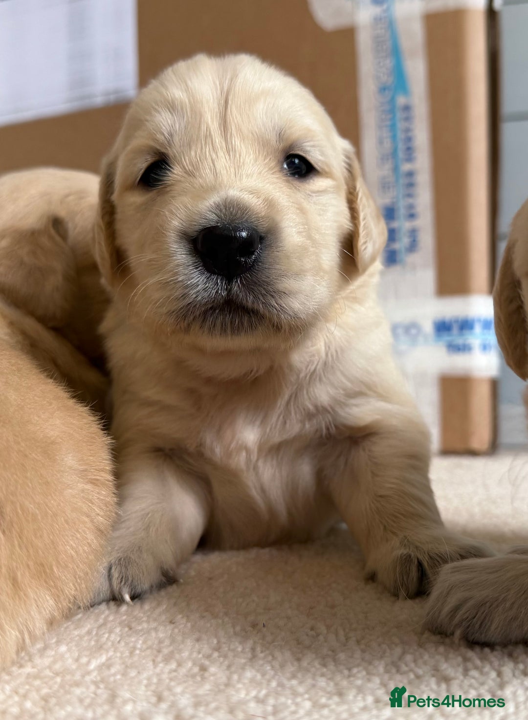 Golden Retriever dogs for sale: Stunning KC Registered Golden Retriever Puppies - Image 1