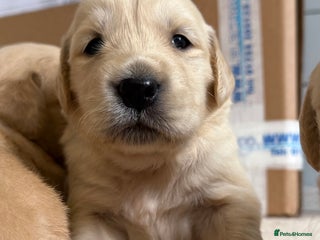 Golden Retriever dogs - Advert 11