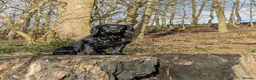 Cocker Spaniel dogs for sale: KC Registered Working Cocker Spaniel Puppies - Advert 3