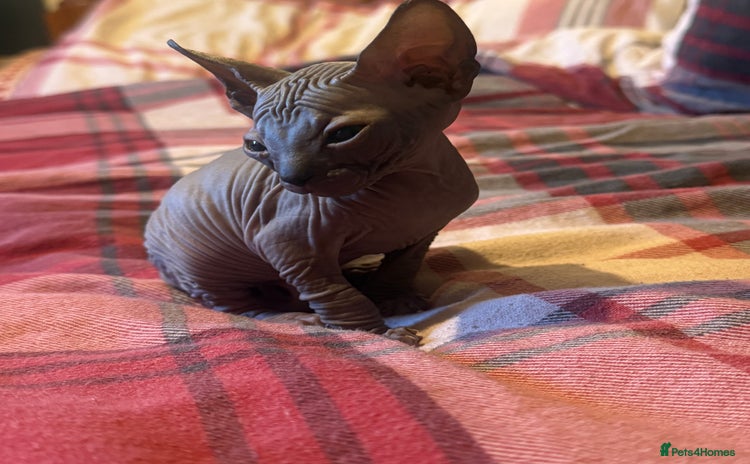 Sphynx cats - Advert 9