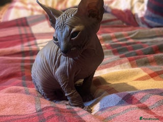 Sphynx cats - Advert 2