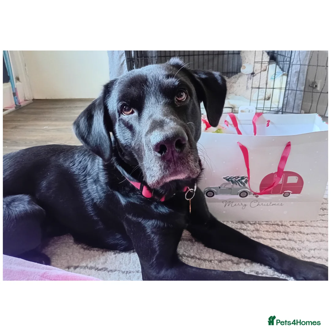 Mixed Breed dogs for stud: For STUD. Labrador - Advert 3