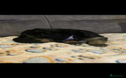 German Shepherd dogs for sale: Kc-registered German shepards puppies for sale - Image 13