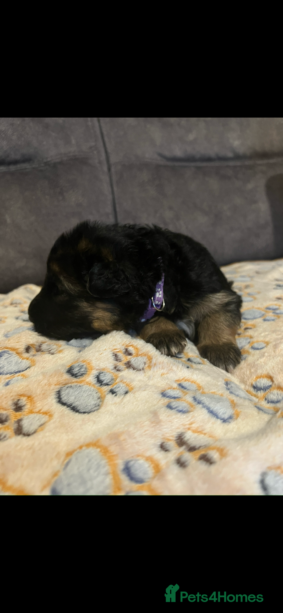 German Shepherd dogs for sale: Kc-registered German shepards puppies for sale - Image 13
