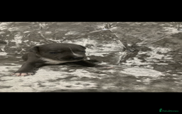 Staffordshire Bull Terrier dogs for sale: KC Reg Staffy Puppies Ready 3rd Dec - Image 8