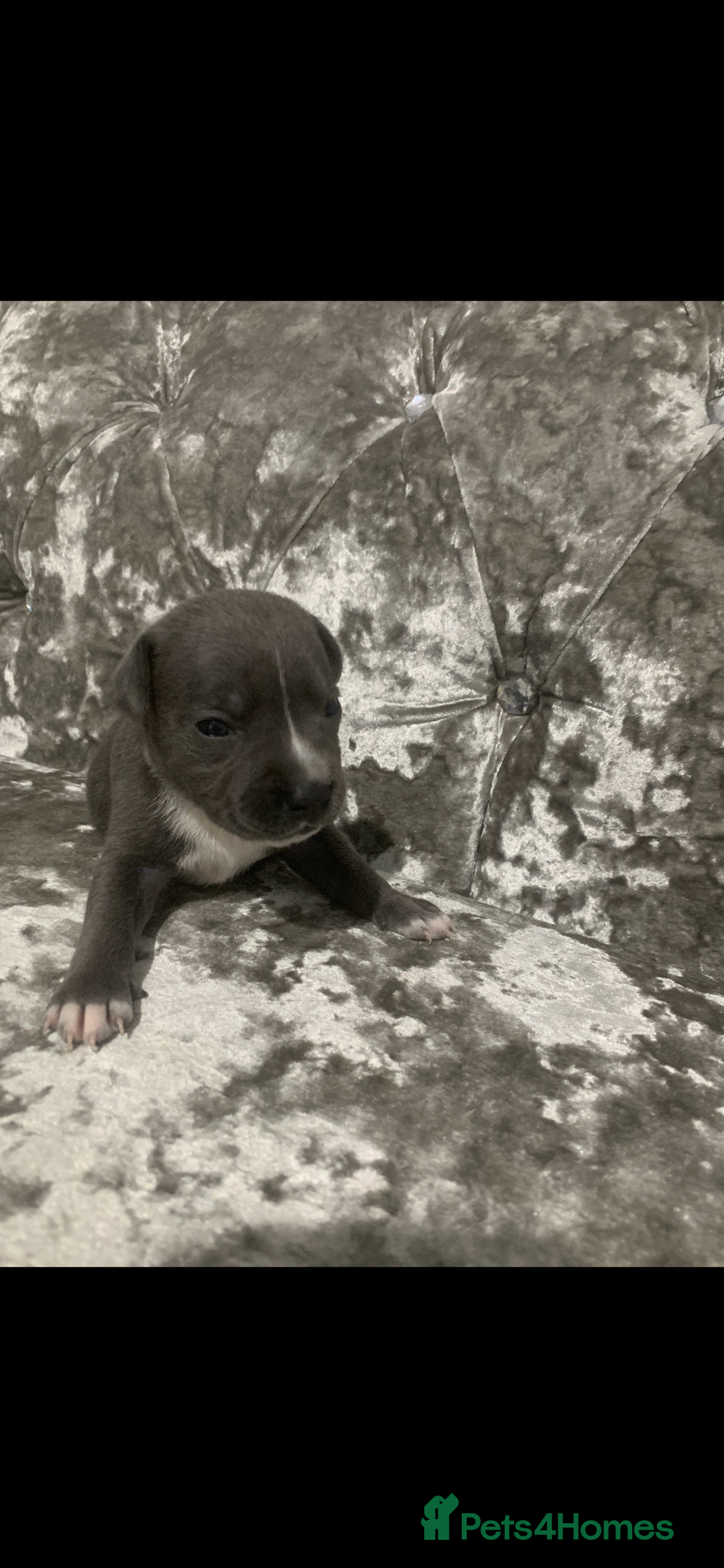 Staffordshire Bull Terrier dogs for sale: KC Reg Staffy Puppies Ready 3rd Dec - Image 8