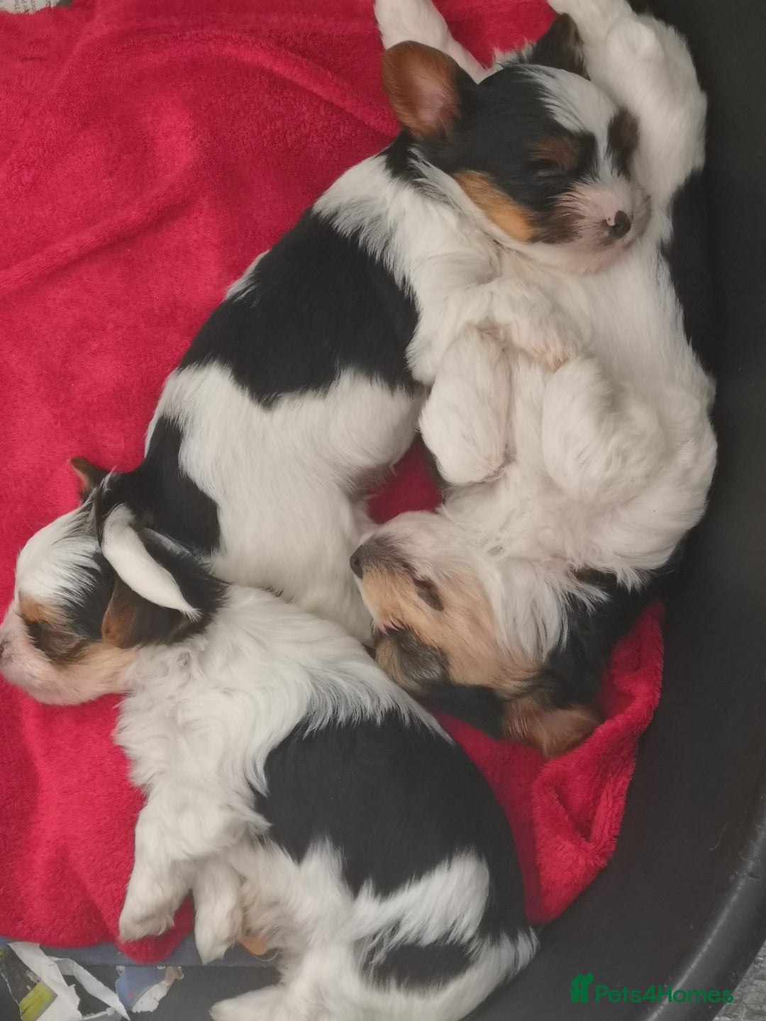 Biewer Terrier dogs for sale: Gorgeous Biewer Terrier puppies  - Image 13