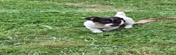 Jack Russell dogs for sale: Jack Russell pups  - Advert 6