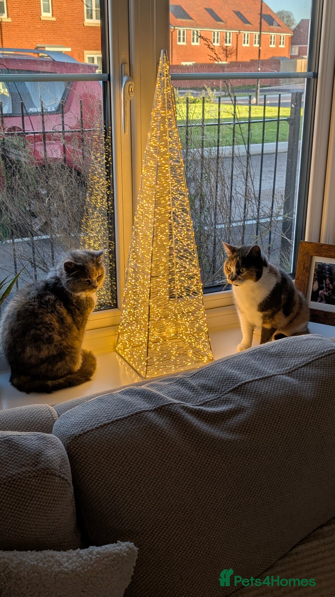 British Shorthair cats for sale: 13 year old lady looking for her forever home  - Advert 2