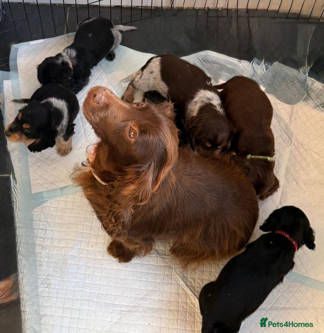 Cocker Spaniel dogs for sale: Cocker spaniels  - Image 7