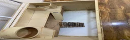 Guinea Pig rodents for sale: hamster/ small animals 3-tier cage  - Advert 7