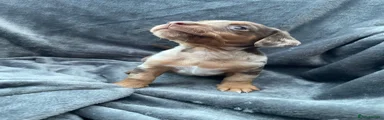 Jackshund 3