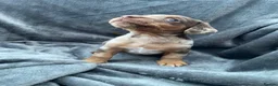 Jackshund dogs for sale: 8 beautiful miniature Jack Russell’s  - Advert 15