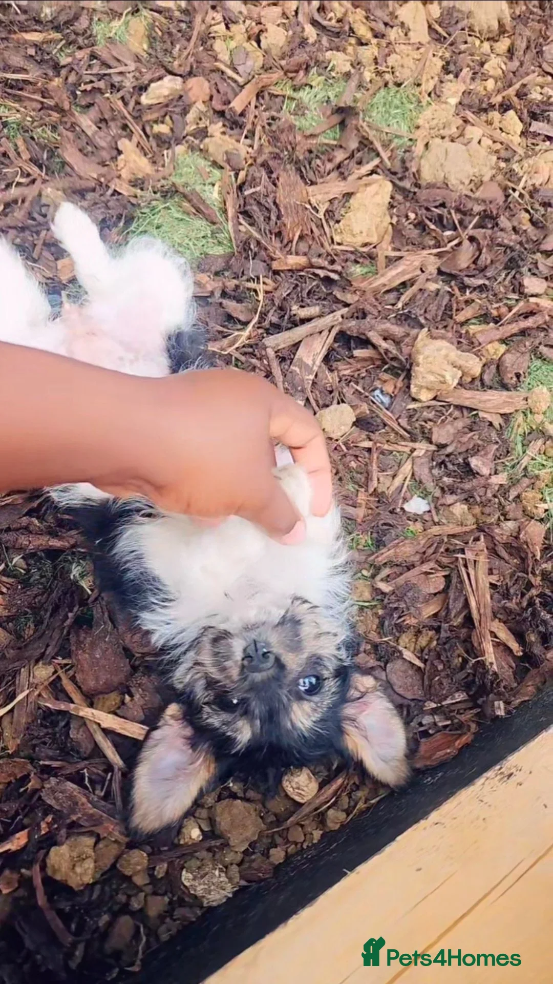 Mixed Breed dogs for sale: 🐶 Beautiful 1-Year-Old Female Cavachon Looking in Wellingborough - Advert 7