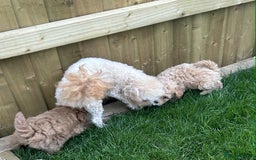 Poochon dogs for sale: F1B Poochon’s - Image 10