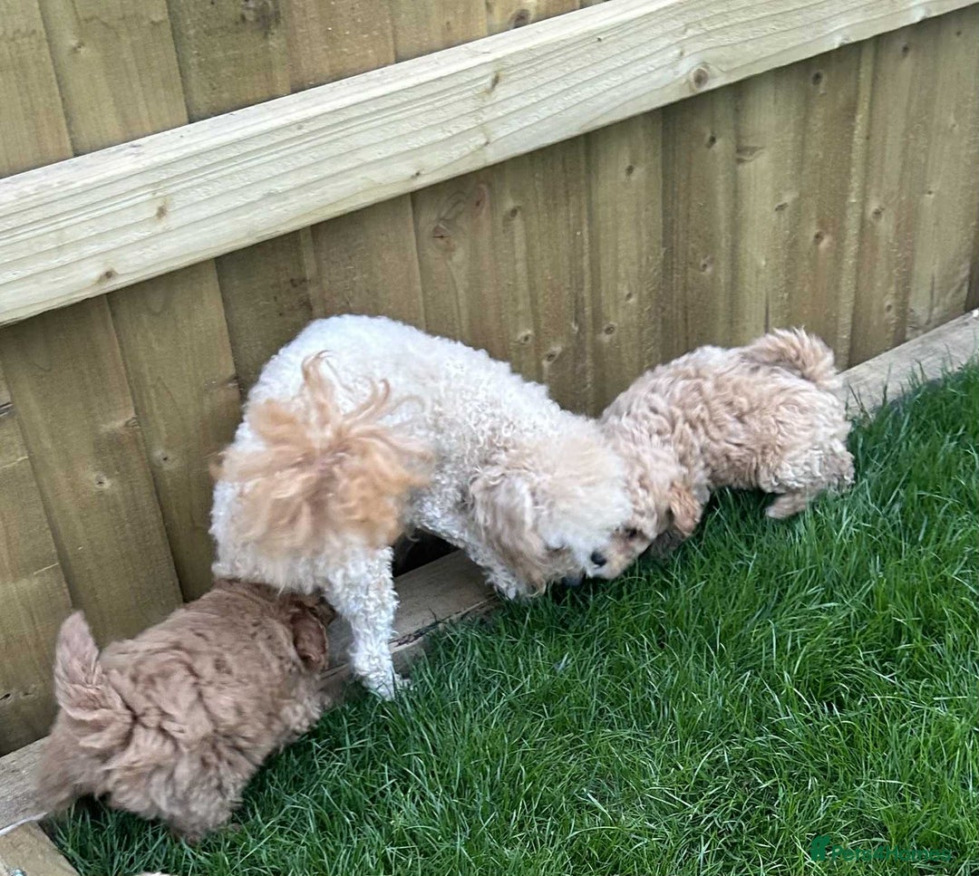 Poochon dogs for sale: F1B Poochon’s - Image 10