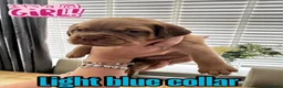 Dogue De Bordeaux dogs for sale: Beautiful KC Registered Dogue de Bordeaux Puppies - Advert 15