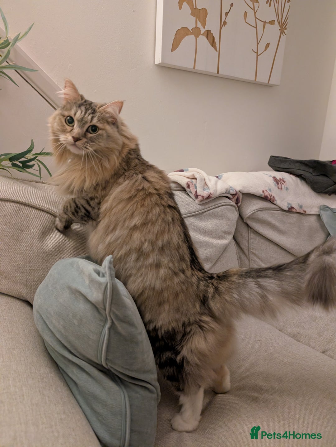 Siberian cats for sale: Loving and friendly adult lady - Advert 5