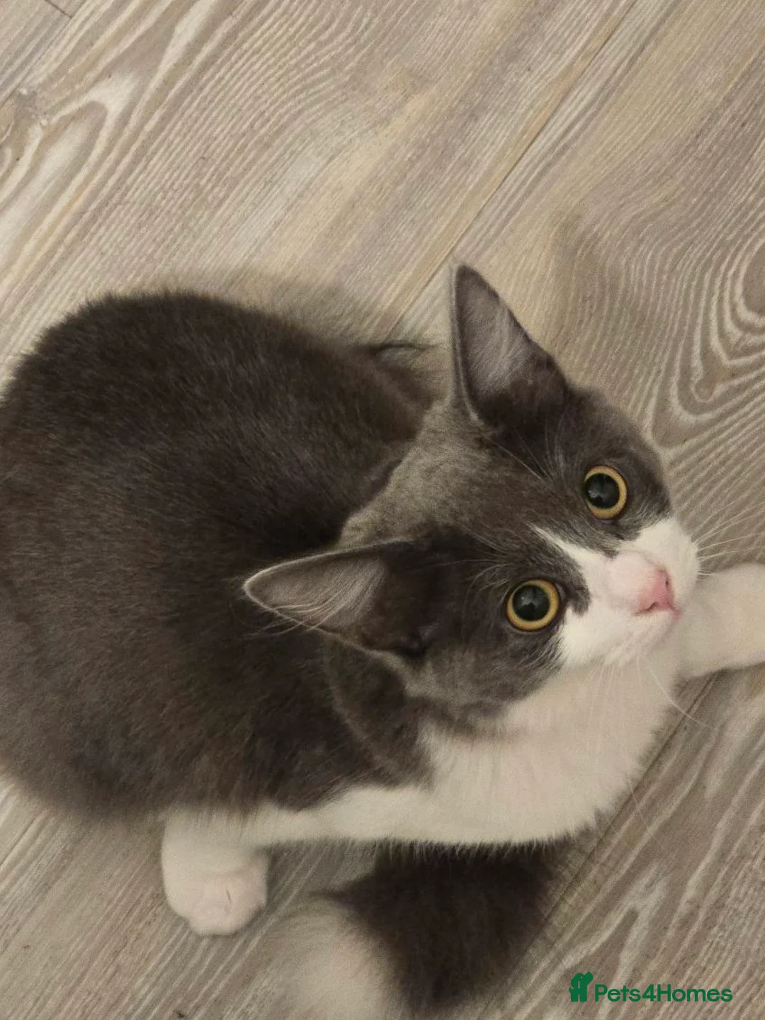 Mixed Breed cats for sale: 2 male cats - Advert 3