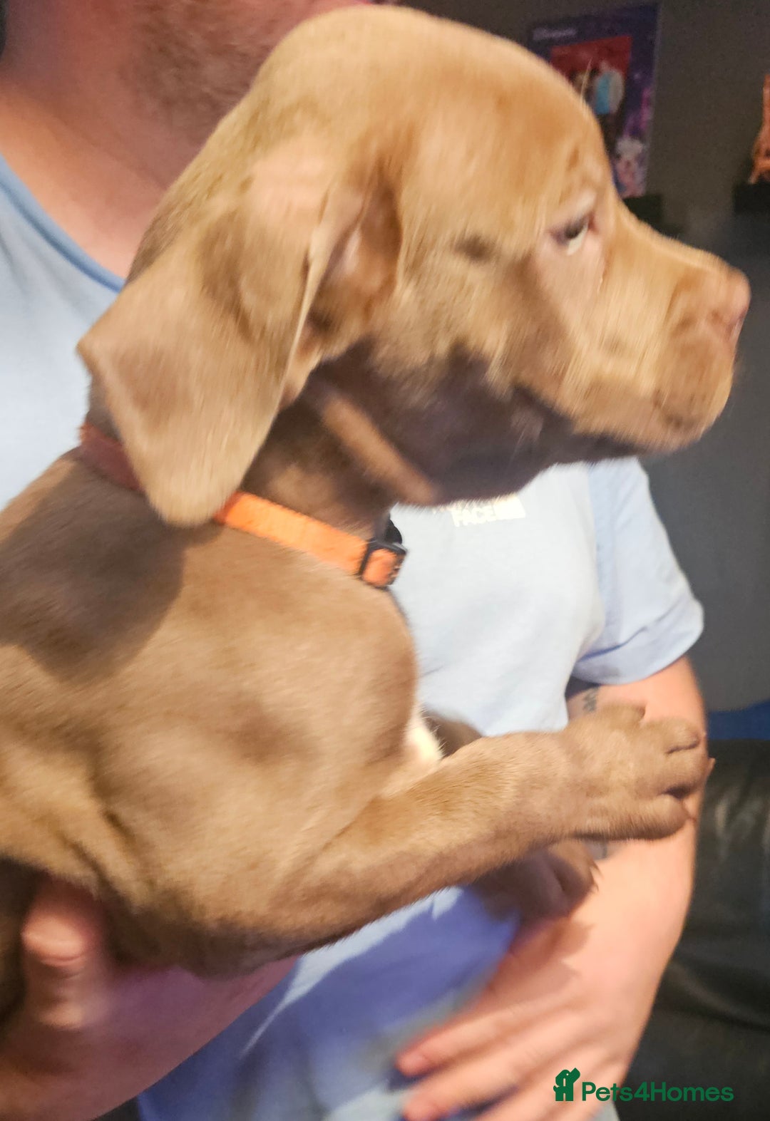 Mastiff dogs for sale: Mastiff Hybrids  - Image 27