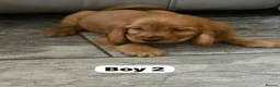 Cocker Spaniel dogs for sale: FULLHEATHTESTED OUTSTANDING SHOWTYPE COCKERSPANIEL in Alton - Advert 13