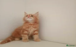 Maine Coon cats for sale: Raare Maine Coons - Image 6