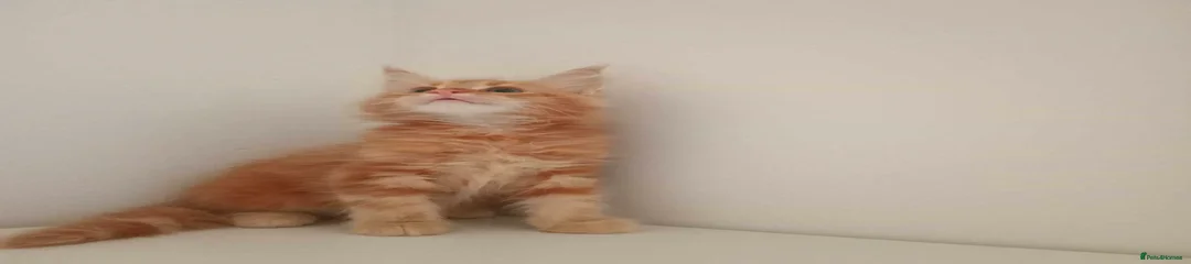 Maine Coon Kitten 2