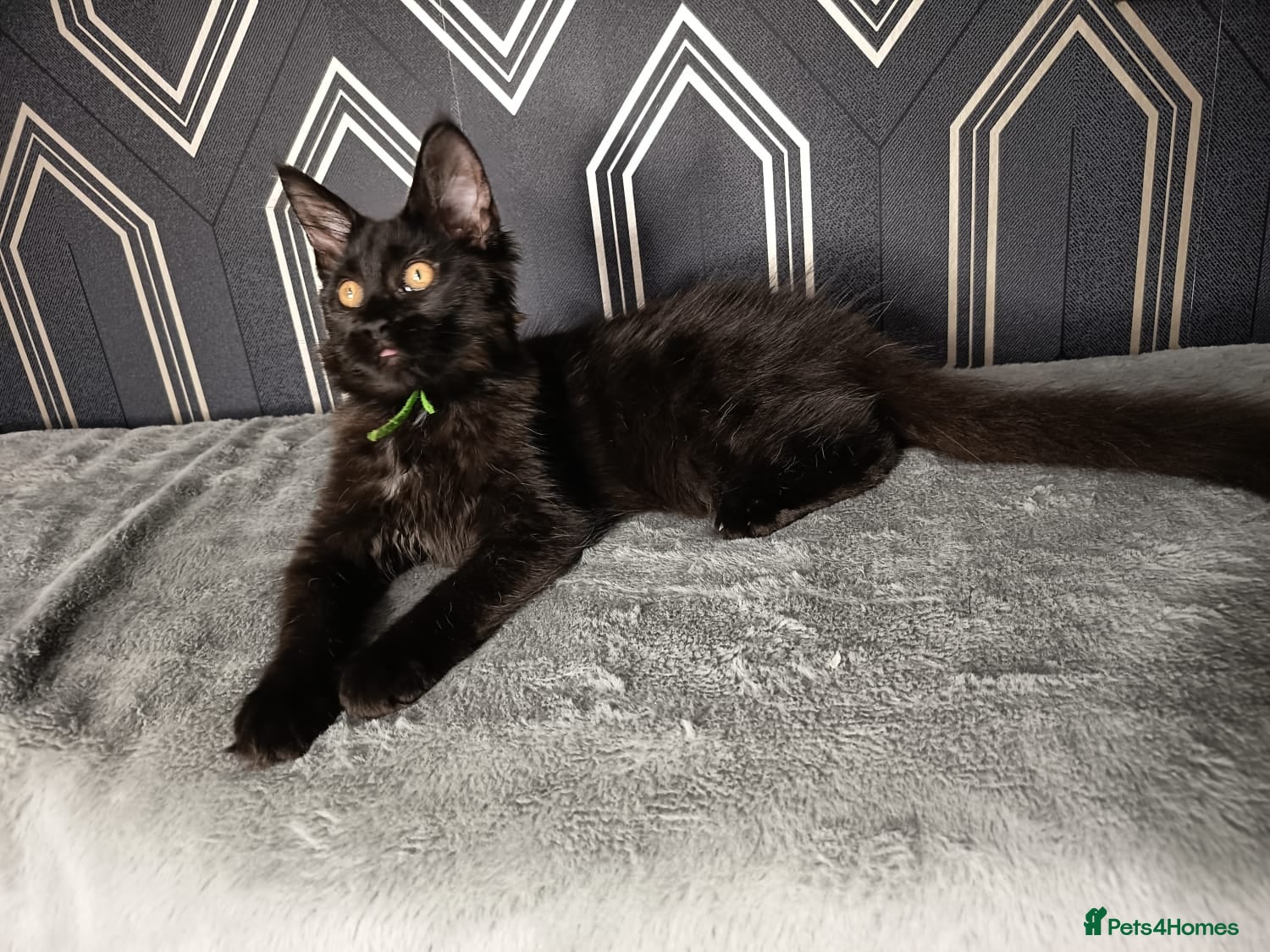 Maine Coon cats READY SOON Beautiful Maine coon babies  - Advert 2