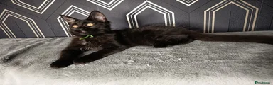 Maine Coon 7