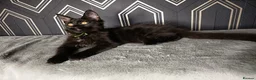 Maine Coon cats for sale: READY SOON Beautiful Maine coon babies  - Advert 2