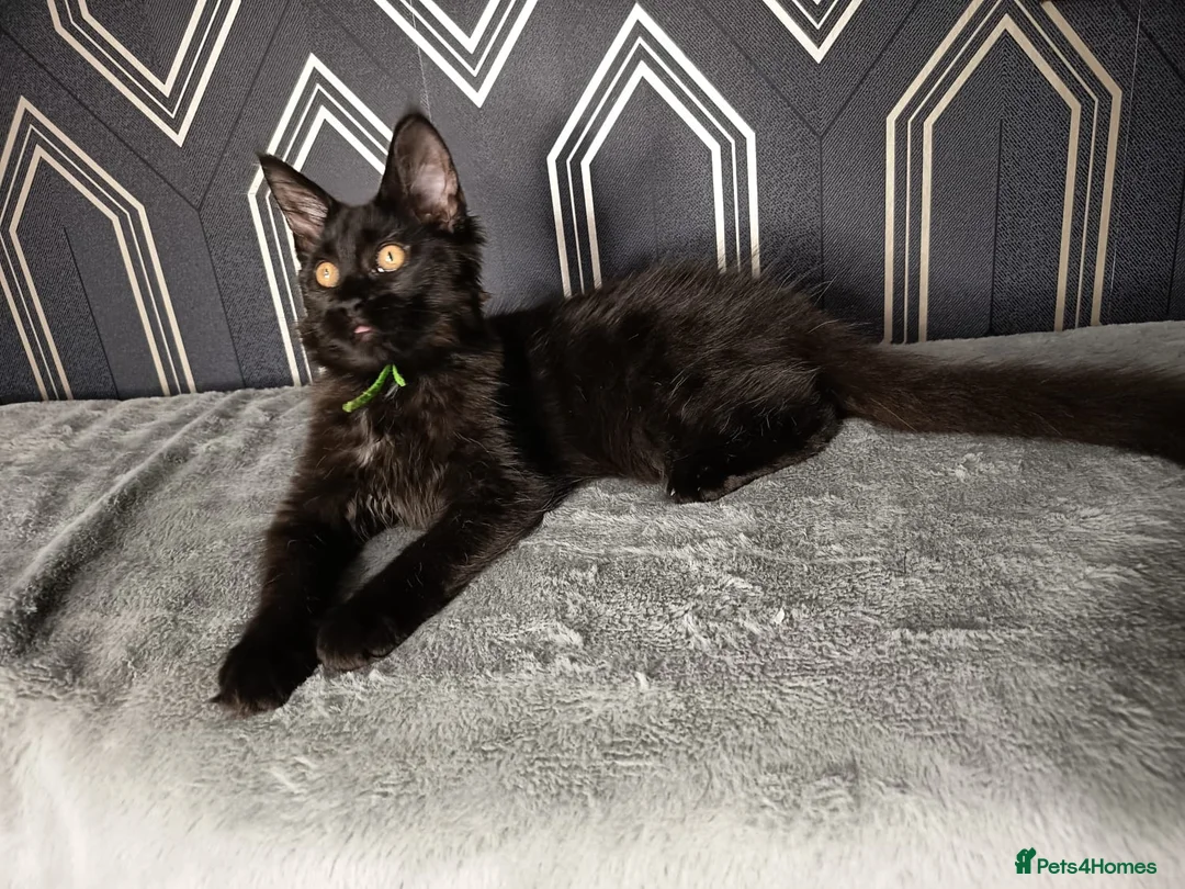 Maine Coon cats for sale: READY SOON Beautiful Maine coon babies  - Advert 2