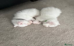Maine Coon cats for sale: Maine Coon Kittens some polydactyl - only 2 left! - Image 8