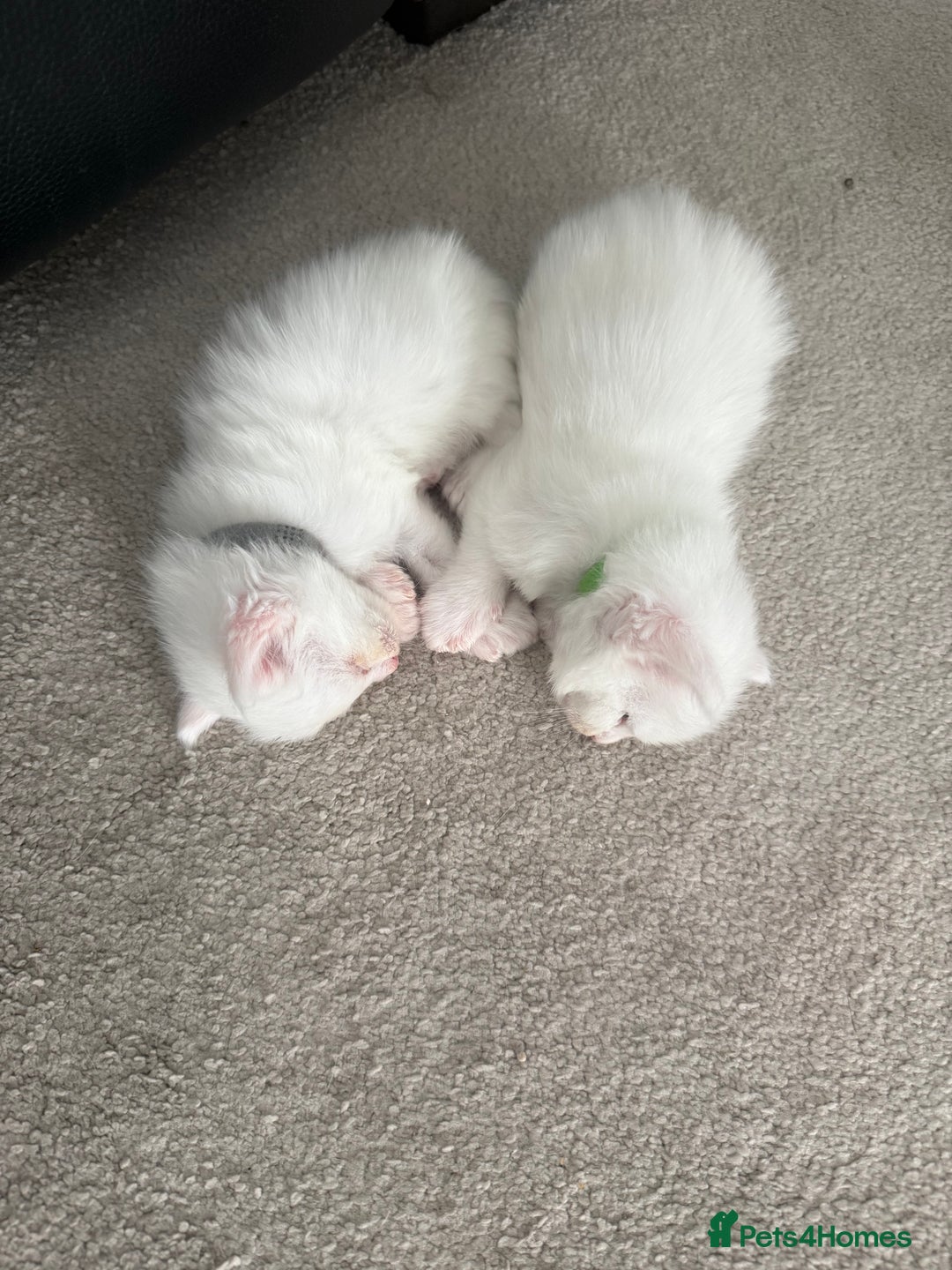 Maine Coon cats for sale: Maine Coon Kittens some polydactyl - only 2 left! - Image 8