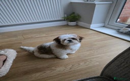 Mixed Breed dogs for sale: Shihtzu crossed with lhasa apso - Image 1