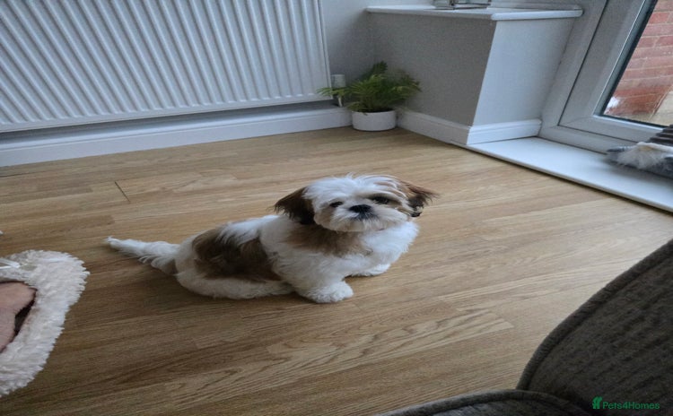 Mixed Breed dogs - Advert 11