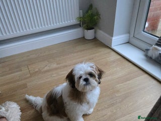 Mixed Breed dogs - Advert 2