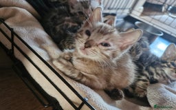 Bengal cats for sale: TICA Genetic & Health Tested Bengal Kittens  - Image 7