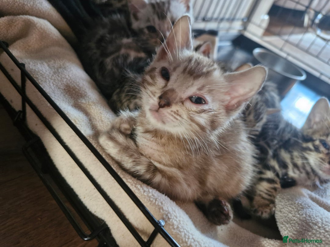 Bengal cats for sale: TICA Genetic & Health Tested Bengal Kittens  - Image 7