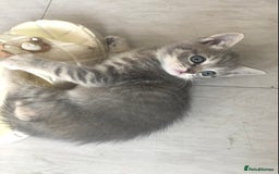 Scottish Fold cats for sale: STUNNING KITTENS FOR SALE! - Image 6