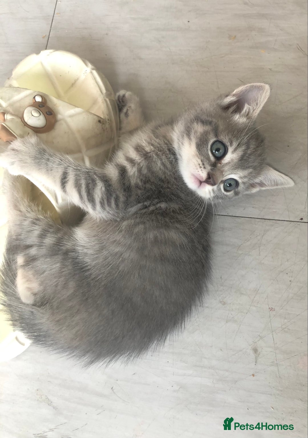 Scottish Fold cats for sale: STUNNING KITTENS FOR SALE! - Image 6