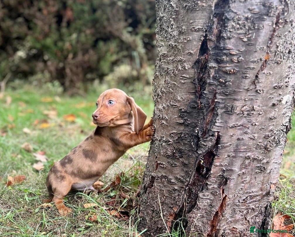 Miniature Dachshund dogs for sale: Lovely Mini dachshund puppies  - Advert 2