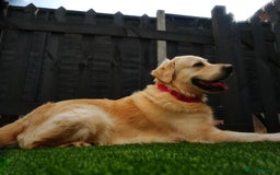 Golden Retriever dogs for stud: Stunning Golden Retriever for Stud –  meet Sammy - Image 15
