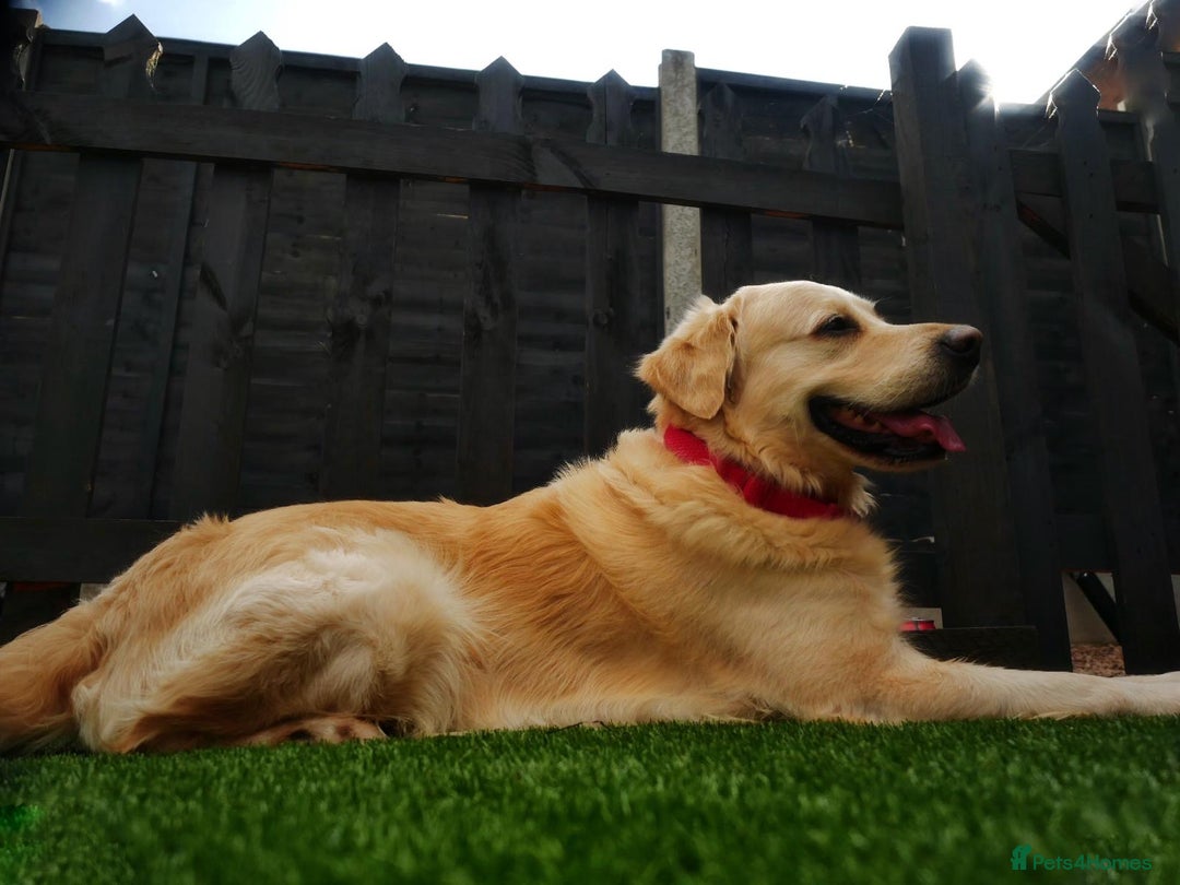 Golden Retriever dogs for stud: Stunning Golden Retriever for Stud –  meet Sammy - Image 15